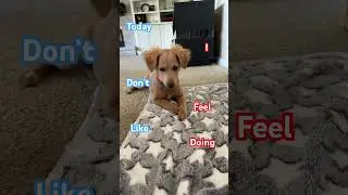POV: you&rsquo;re dog is tired again&hellip; #dog #pov #cute #puppy #funny #shorts