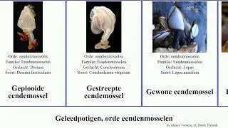 Geleedpotigen, orde eendenmosselen eendemossel arthropoda Weltnerium Catherinum vanhoeffeni Ruwe