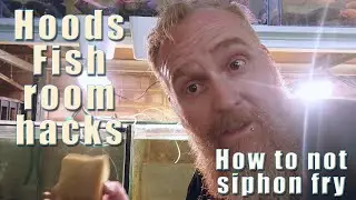 Fish room hack -  how to not siphon babies when doing water-changes.