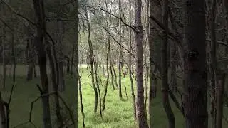 Kangaroos in the wild #australia #aussie #nature #kangaroo #kangaroos #beauty #travel #aussieanimals