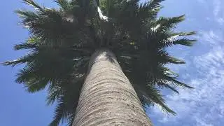 Wonderful chilean wine palm (Jubaea chilensis) in the wind - Locarno, Switzerland