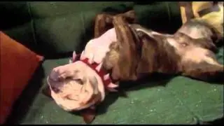 Beefy roncando (Little Nicky)