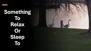 Beautiful Sunset at the Pond, Ducks, Geese 2 and Music To Relax To