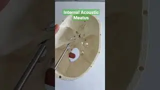 Internal Acoustic Meatus contents #draqilshah #viralvideos #viral #anatomy #youtubeshorts #shorts