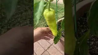 Giant Cubanelle sweet pepper!