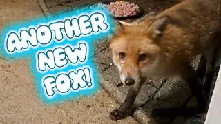 Кажется, очень дружелюбная лиса! 🦊❤️ #лиса #дикаяприрода #милая #fyp #вирусноевидео