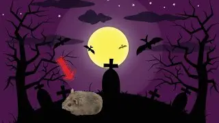 Halloween Obstacle Course, Hamster Escape From Tomb, Maze Winter Grey Hamster