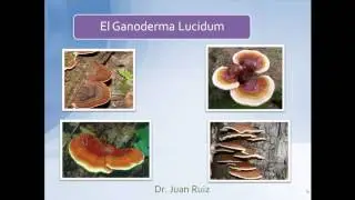 Ganoderma Lucidum   Dr Ruiz