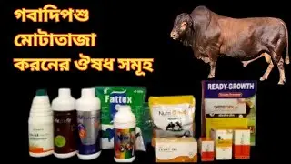 গবাদিপশু মোটাতাজা করনের ঔষধ সমূহ|How to start a cattle fattening#cow #farming
