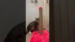 А вы часто играете со своим питомцем?