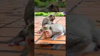 Wow Old Mother Mekala Monkey Look Like Have Another Newborn Baby Now 3