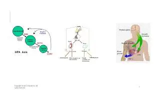 Endocrine Disorders Patho 2023