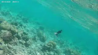 Pipefish and Unicorns 🐠 Nikki' s adventures in the Maldives