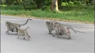 Amber Group Monkey Is Coming Home Chasing Amari Force Moving Out Finding Safe Place For Family.