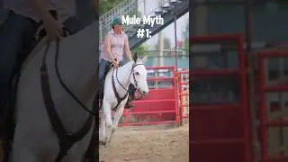 A common myth about mules #mule #horse #horseriding