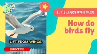 (KID Learn) How do birds fly | Let's Learn Series with Music