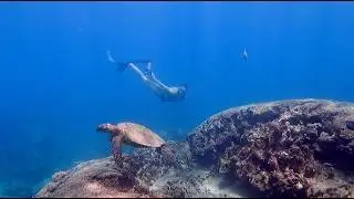 So many Sea Turtles // Oahu Snorkeling