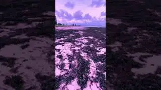 Metaverse. Lennox Head. Australia.  #shorts #short #shortvideo