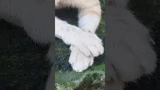 Trying to adjust to the time change #shorts #shortsvideo #youtubeshort #shortsfeed #cat