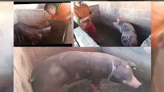 Criador de porcos Arlindo castrando é explicando qual a raça certa de começa uma criação de suino!!!