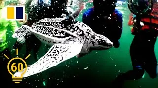 Thailand&rsquo;s hand-raised baby leatherback sea turtles fight extinction