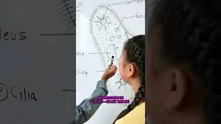WAIT: Visual Science's 10,000-Year Secret History!