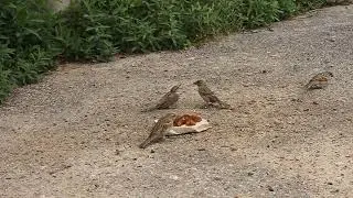 Chirping Baby Sparrow || Birds feeding date #birds #chirping #chidiya #birdsounds