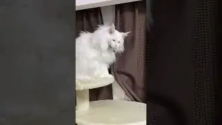 吾輩の大きなあくびである。Look at my meowbulous yawn!【メインクーンかりん Carin the Mainecoon】