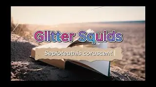 Sepioteuthis coruscent &ndash; The Sparkle Before the Strike