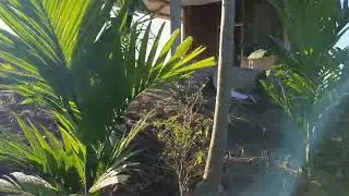 Areca nut farm  Kohima Lotha Baptist Church five years mission project  at Mitchuyan