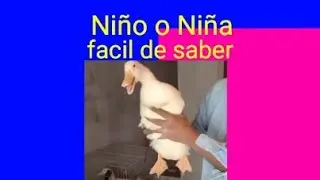 Como saber si tu pato es macho o hembra la 4T va con todo facil y rapido juan jose ortiz aguero