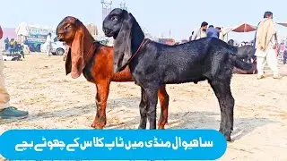 Sahiwal Mandi update 13/01/2026 ki 