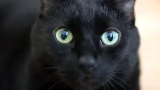 Where Has My N2 Gone? (Official Music Video) Tribute to N2 the Talking Cat