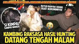 DUA KAMBING RAKSASA HASIL HUNTING AKHIRNYA DATANG TENGAH MALAM! KAMBINGNYA NANGIS... TERHARU BANGET!