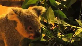 Die Koalas im Zoo Dresden