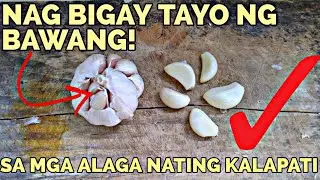 NAG SUBO TAYO NANG BAWANG SA MGA KALAPATI (PIGEON) NATIN. 👍