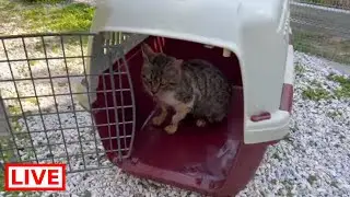 They asked me to help a stray very sick cat , her intestine was hanging out - Takis Shelter