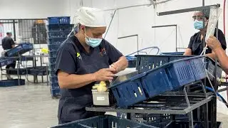 Proceso de incubación de pollos de engorde