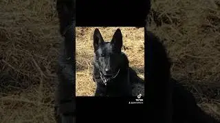 Missing German Shepherd Dog