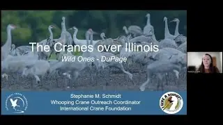 The Cranes Over Illinois