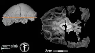 Visible Interactive Pachycephalosaur - Sphaerotholus - horizontal slice