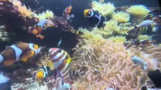 The Clownfish Mating System (ASU Animal Behavior, OdySea Aquarium, and Dr. Buston)