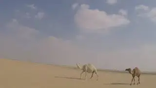 Desert Safari || Kuwait