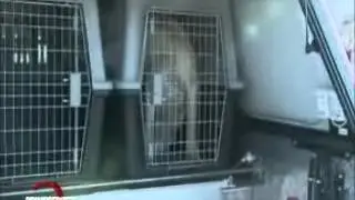 SPECIALE PORTA A PORTA - Sisma Emilia: crollo capannone industriale. Impegnati uomini della CRI