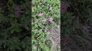 The Magic of Pink Wildflowers in Nature #flowers #nature #iran #pink