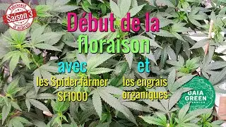 On fait un nettoyage et c'est le d&eacute;but de la floraison! Update Saison 3!
