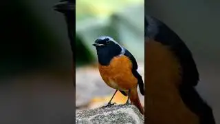 The orange-breasted bird is waiting for her husband to feed her hungry children in the morning #food