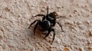 Ara&ntilde;a saltarina &lsquo;Hasarius adansoni&rsquo;