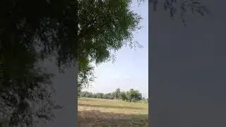 Greenery everywhere