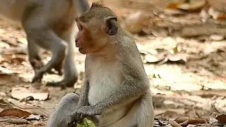Janet Poor Monkey Screaming Hungry
